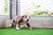 A cute brown and white pit bull, less than 1-month-old, walks on artificial grass on a dog farm. Prolific chubby puppies need lots