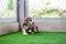 A cute brown and white pit bull, less than 1-month-old, walks on artificial grass on a dog farm. Prolific chubby puppies need lots
