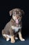 Cute brown with white spots and green eyes chihuahua named Einstein shows his tongue.