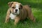 Cute brown wrinkled bulldog puppy in the grass, standing and facing right