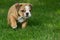 Cute brown wrinkled bulldog puppy in the grass, standing and facing right