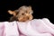 Cute brown Yorkshire terrier in a bed of pink blanket against bl