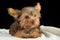 Cute brown Yorkshire terrier in a bed of white blanket against b