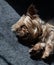 Cute brown Yorkshire Terrier dog sleeping at home on a dark grey rug.