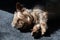 Cute brown Yorkshire Terrier dog sleeping at home on rug