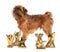 Cute Brussels Griffon dog with champion trophies on white