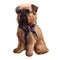 Cute Brussels Griffon with glasses and a neckerchief