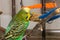 Cute budgie eating a treat millet spray