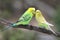 Cute Budgie Pair