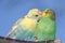 Cute Budgie Pair