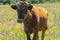 Cute bull-calf chained on summer flowering meadow