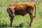 Cute bull-calf chained on summer flowering meadow