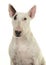 Cute bull terrier portrait looking at camera seen from the front
