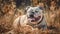 Cute bulldog puppy enjoys playful outdoor meadow walk, tongue out generated by AI