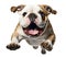 Cute bulldog puppy jumping. Playful dog cut out at background