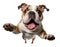 Cute bulldog puppy jumping. Playful dog cut out at background