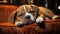Cute bulldog puppy sleeping, cozy and pampered indoors generated by AI