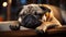 Cute bulldog puppy sleeping, sad pug looking outdoors, playful terrier generated by AI