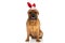 Cute bullmastiff dog with red bunny ears headband panting and drooling