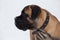 Cute bullmastiff puppy isolated on a white background. Close up. Pet animals.