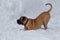 Cute bullmastiff puppy is playing on the white snow. Pet animals.