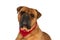 Cute bullmastiff puppy with red bandana around neck drooling