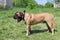 Cute bullmastiff puppy is yawning on a green grass. Pet animals.