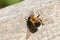 A cute Bumblebee, Bombus, resting on a wooden fence post.