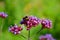 Cute bumblebee gathering nectar from a purple red flower during spring season. The photography has blurred green background.