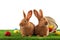 Cute bunnies and Easter eggs on green grass against white background