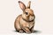 Cute Bunnies Easter, Illustrated Bunny: A bunny drawn in an illustrated style