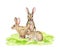 Cute bunnies on the green grass. Watercolor hand drawn illustration. Little fluffy farm animals. Small rabbits siting on