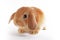 Cute bunny baby rabbit lop kit. New born bunnies.