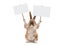 Cute bunny holding a two white banner