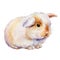 Cute bunny on an isolated white background, painted with watercolor, fluffy bunny