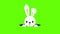 Cute bunny looks out of a hole, 4K animation on a on a green screen, chroma key background for transparent use