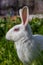 Cute bunny rabbit sitting on green grass in garden