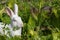 Cute bunny rabbit sitting on green grass in garden