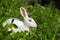 Cute bunny rabbit sitting on green grass in garden