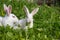 Cute bunny rabbits sitting on green grass in garden