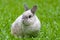 Cute bunny relaxing on grass
