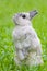 Cute bunny relaxing on grass