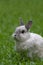 Cute bunny relaxing on grass