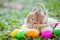 Cute bunny sleeping in the basket and easter eggs in the meadow