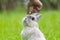 Cute bunny sniffing hand in the park