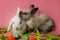 Cute bunny whispers in another bunny's ear. Pink background, Easter symbol. Two adorable baby brown rabbits on pink