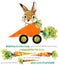 Cute bunny. wild rabbit. watercolor carrot illustration.