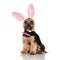 Cute bunny yorkshire terrier with pink bowtie looks to side