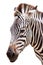 Cute burchell zebra head on white