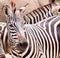 Cute burchell zebra from a safari zoo